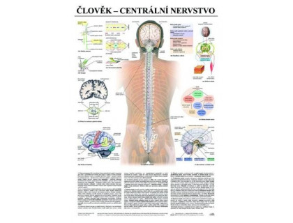 Obraz Človek - centrálna nervová sústava
