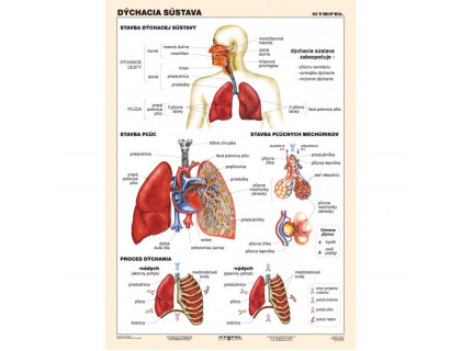 Obraz dýchacia sústava človeka