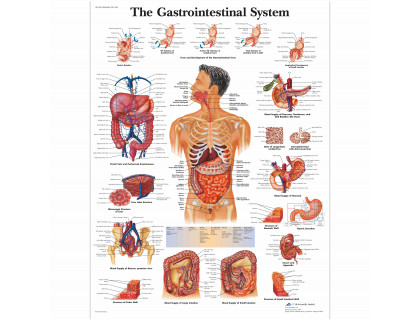 Obraz Gastrointestinálny systém 50x67cm
