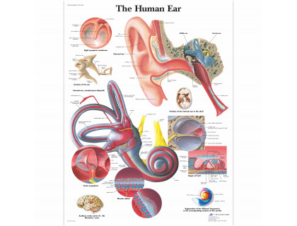 Obraz Ľudské ucho 50x67cm