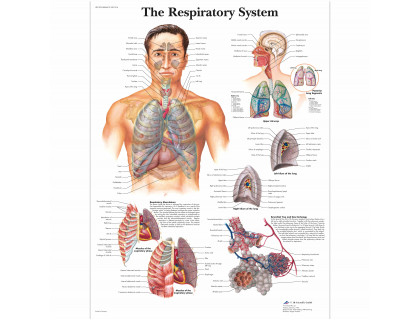 Obraz Dýchací systém 50x67cm