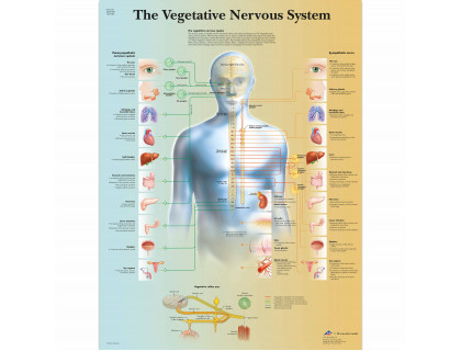 Obraz vegetatívny nervový systém 50x67cm