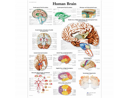 Obraz Ľudský mozog 50x67cm