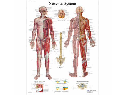 Obraz Nervový systém 50x67cm