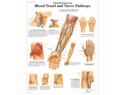 Obraz Klinicky dôležité krvné cesty a nervové cesty 50x67cm