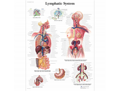 Obraz Lymfatický systém 50x67cm