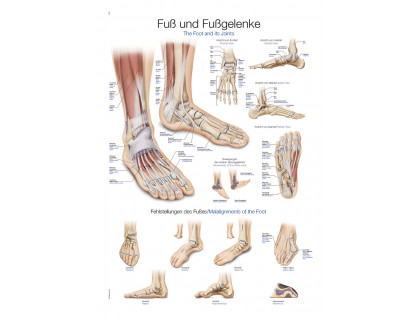 Obraz Ľudská noha a kĺby 70x100cm