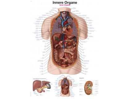 Obraz Ľudské vnútorné orgány 70x100cm