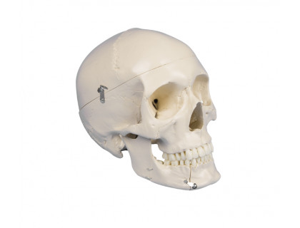 Model ľudská lebka dentálna 4 - dielna