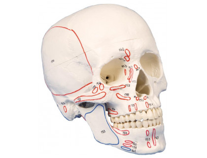 Model ľudská lebka s vyznačením svalov - 3 dielna