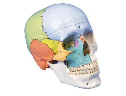 Model ľudská lebka didaktická - 3 dielna