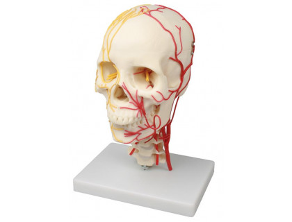 Model ľudskej lebky - nervovaskulárny