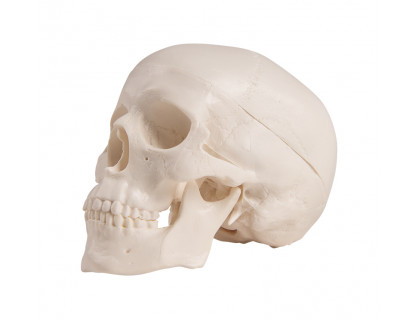 Model ľudská lebka mini - 3 dielna 