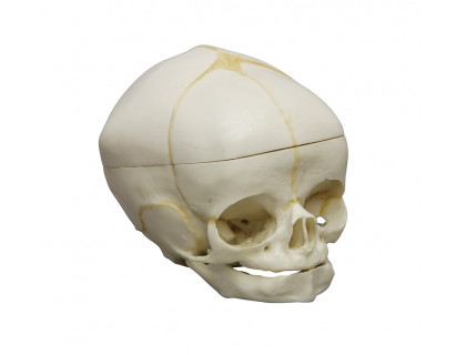 Model lebka plodu s odnímateľnou klenbou - 40. týždeň
