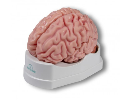 Model ľudského mozgu - 5 dielny