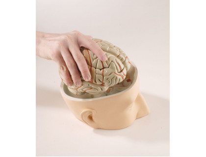Model hlavy s mozgom - 7 dielny