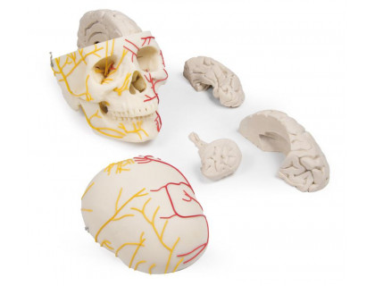Model ľudskej lebky s mozgom nervovaskulárny