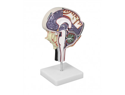 Model cirkulácie mozgovomiechového moku