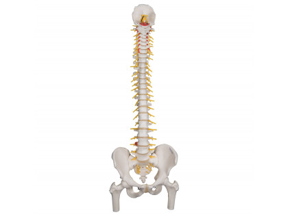 Model ľudskej chrbtice s hlavičkami stehenných kostí - luxusný