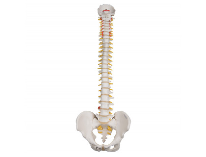 Model ľudskej chrbtice vysoko ohybný