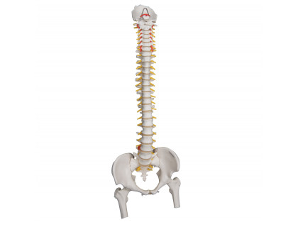 Model ľudskej chrbtice s hlavičkami stehenných kostí vysoko ohybný