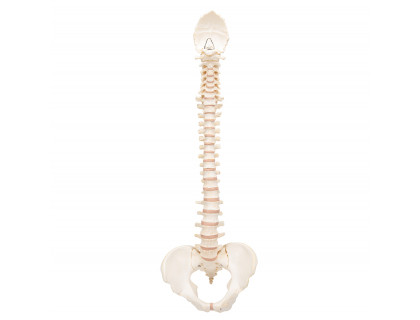 Model ľudskej chrbtice - BONElike ™