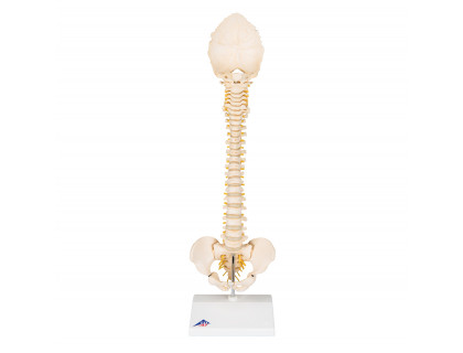 Model ľudskej chrbtice detský BONElike ™