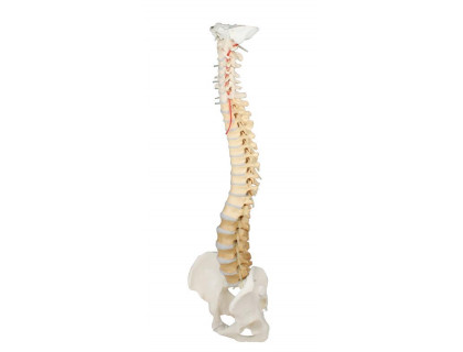 Model ľudskej chrbtice s panvou - didaktický