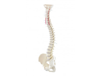 Model ľudskej chrbtice s panvou