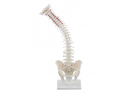 Model ľudskej chrbtice s panvou s podstavcom