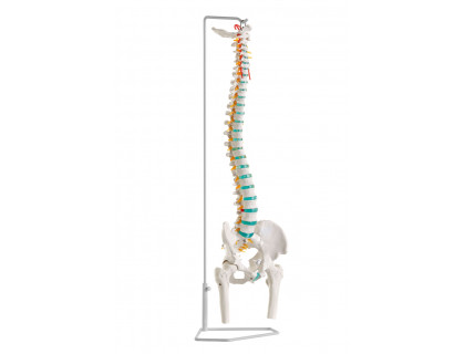 Pružný model ľudskej chrbtice s časťami stehenných kostí