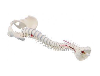 Model ľudskej chrbtice s panvou a vyskočenou platničkou 