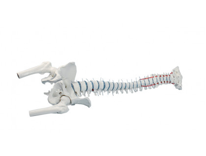 Model ľudskej chrbtice s panvou a vyskočenou platničkou s časťami stehenných kostí 