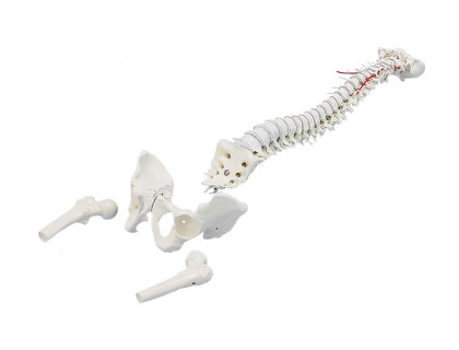 Model ľudskej chrbtice s panvou s časťami stehenných kostí 