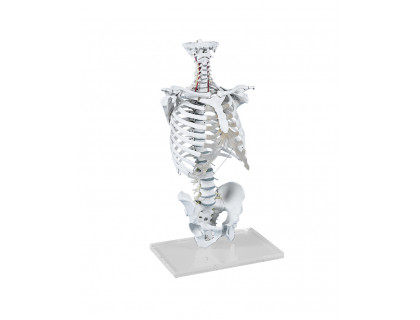 Model ľudskej chrbtice s hrudným košom