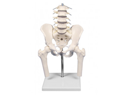 Model bedrovej chrbtice s panvou pre demonštráciu nesprávnej polohy 