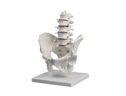 Model bedrovej chrbtice s panvou