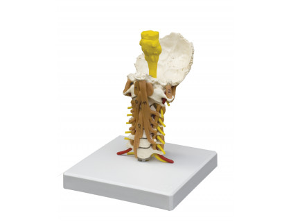 Model ľudskej krčnej chrbtice so svalstvom
