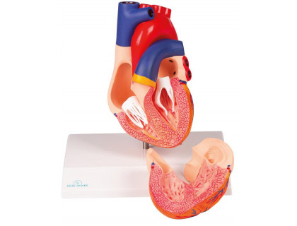 Model ľudského srdca,2 časti