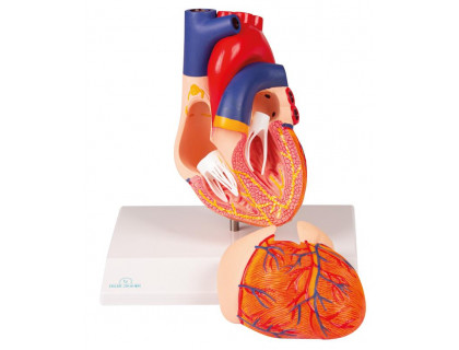 Model srdca s riadiacim ústrojenstvom,2 časti