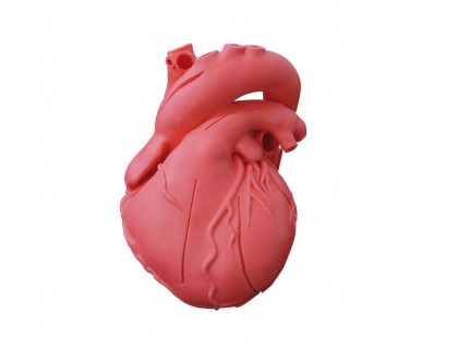 Model srdca pružný,didaktická verzia