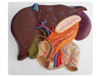 Model pečene s časťou pankreasu,žlčníkom a dvanásťstorníkom