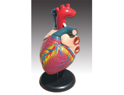 Model ľudského srdca 6.časti 