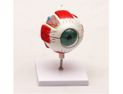 Model ľudského oka 3-krát zväčšený,6 častí 
