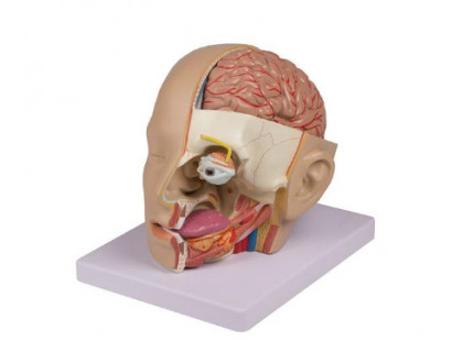 Model ľudskej hlavy s mozgom,9 častí