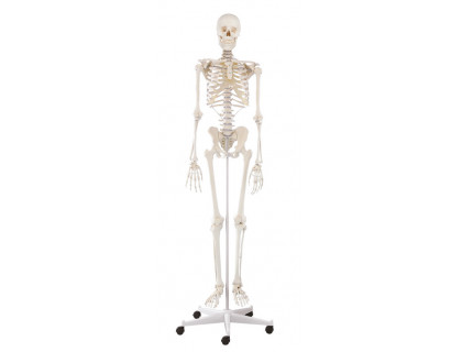 Model kostry človeka na pohyblivom stojane 