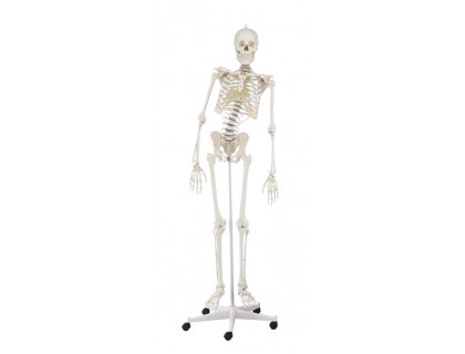 Model kostry človeka s pohyblivou chrbticou 