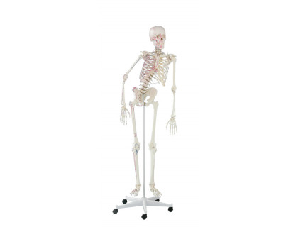 Model kostry človeka s pohyblivou chrbticou s vyznačením svalov