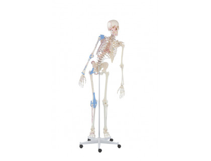 Model kostry človeka s pohyblivou chrbticou s väzmi a vyznačením svalov 