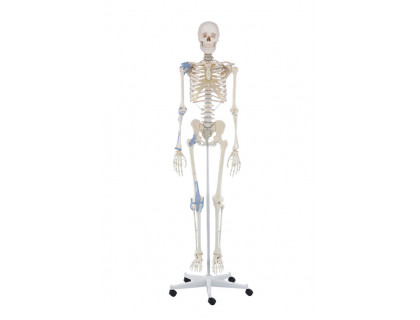 Model kostry človeka s väzmi - na pohyblivom stojane 